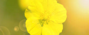 Nr 26 Rock Rose Gelbes Sonnenröschen Angst und Sorge Lemon Pharma Original Bachblüten Dr. Bach